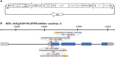 Production of Herbicide-Sensitive Strain to Prevent Volunteer Rice Infestation Using a CRISPR-Cas9 Cytidine Deaminase Fusion